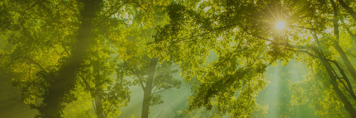 The Yoga of Sustainability